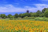 ヒマワリ咲く備中国分寺　五重塔 [MOP110103393]