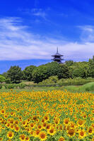 ヒマワリ咲く備中国分寺　五重塔 [MOP110103394]