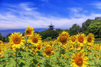 ヒマワリ咲く備中国分寺　五重塔 [MOP110103395]