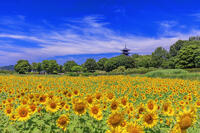 ヒマワリ咲く備中国分寺　五重塔 [MOP110103396]