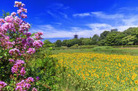 サルスベリとヒマワリ咲く備中国分寺　五重塔 [MOP110103398]