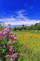 サルスベリとヒマワリ咲く備中国分寺　五重塔 [MOP110103400]