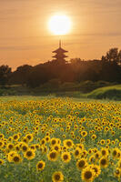 ヒマワリ咲く備中国分寺　五重塔と夕日 [MOP110103405]