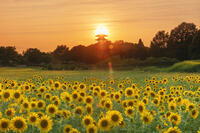 ヒマワリ咲く備中国分寺　五重塔と夕日 [MOP110103406]