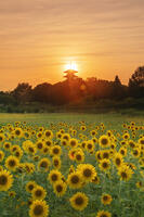 ヒマワリ咲く備中国分寺　五重塔と夕日 [MOP110103407]