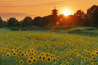 ヒマワリ咲く備中国分寺　五重塔と夕日 [MOP110103408]