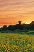 ヒマワリ咲く備中国分寺　五重塔夕景 [MOP110103409]