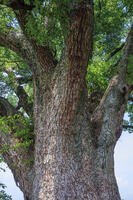 揖保川堤防のクスノキ [MOP110103414]