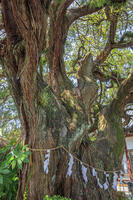 善徳寺のビャクシン [MOP110103415]