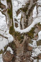 雪の柏原野神のケヤキ（八幡神社のケヤキ)　樹高約11m　推定樹齢300年以上 [MOP110104311]