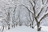 雪の高時川の桜並木 [MOP110104315]