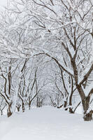 雪の高時川の桜並木 [MOP110104316]
