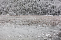 雪の西池 [MOP110104324]