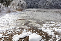 雪の西池 [MOP110104325]