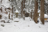 雪の永平寺　勅使門（唐門） [MOP110104330]