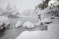 雪の兼六園　ことじ灯篭 [MOP110104335]