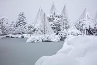 雪の兼六園　唐崎松の雪吊 [MOP110104338]