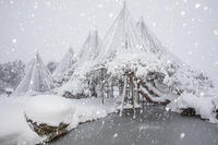 雪の兼六園　唐崎松の雪吊 [MOP110104339]