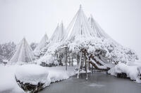 雪の兼六園　唐崎松の雪吊 [MOP110104340]