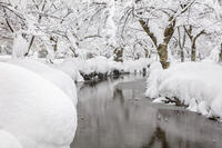雪の兼六園 [MOP110104342]