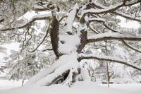 雪の兼六園　根上松　クロマツ　樹高約10m　推定樹齢200年 [MOP110104345]