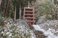 雪の五重塔　室生寺 [MOP110104383]