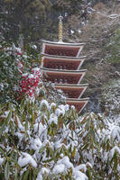 雪の五重塔　室生寺 [MOP110104387]