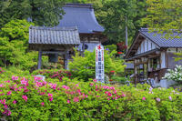 ツツジ咲く多田寺 [MOP110105723]