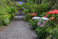 ボタン咲く多田寺 [MOP110105724]