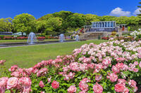 須磨離宮公園　王侯貴族のバラ園 [MOP110105767]