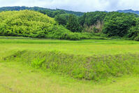 新緑の山田寺金堂跡 [MOP110105815]
