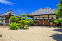 新緑の飛鳥寺本堂 [MOP110105883]
