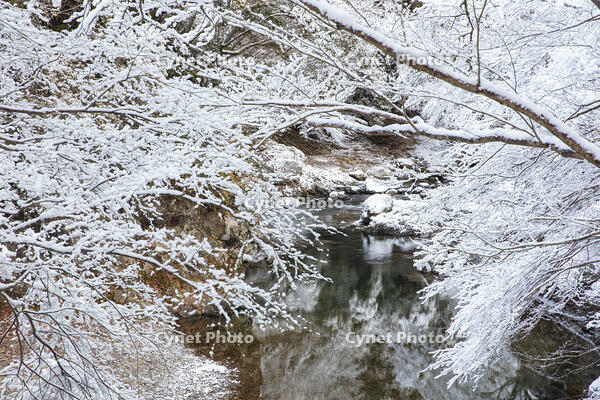 雪の清滝川　高雄 [MOP110102029]