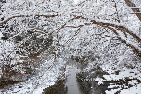 雪の清滝川　高雄 [MOP110102032]