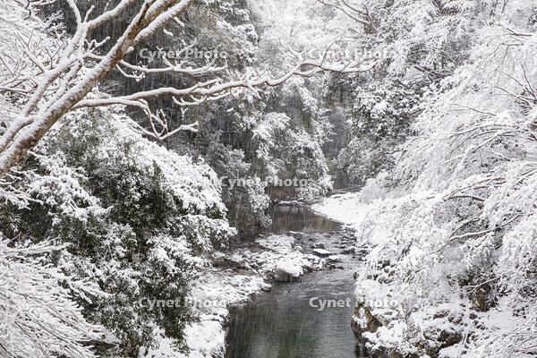 雪の清滝川　高雄 [MOP110102033]