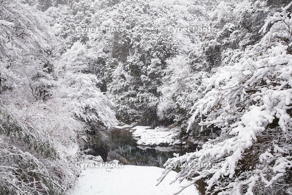 雪の清滝川　高雄 [MOP110102034]