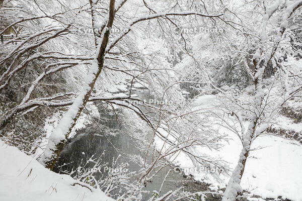雪の清滝川　高雄 [MOP110102035]