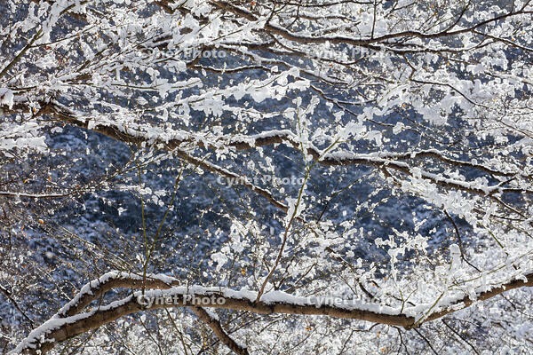 雪の高雄 [MOP110102045]