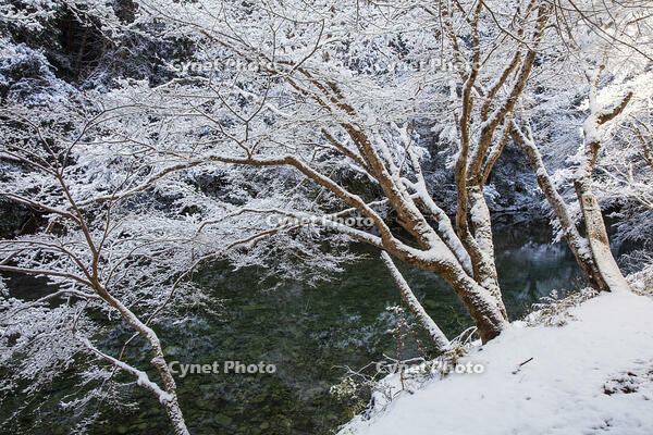 雪の清滝川　高雄 [MOP110102047]