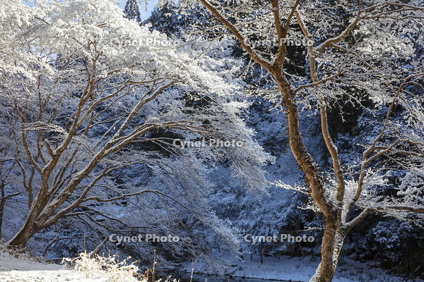 雪の清滝川　高雄 [MOP110102050]