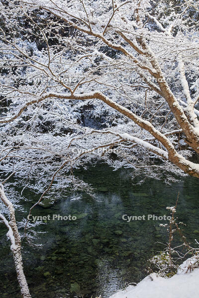 雪の清滝川　高雄 [MOP110102053]