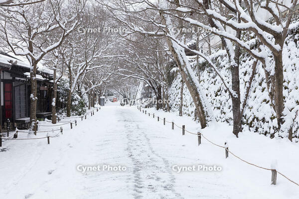 雪の三千院参道　大原 [MOP110102073]