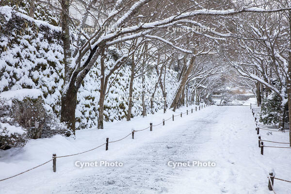雪の三千院参道　大原 [MOP110102074]