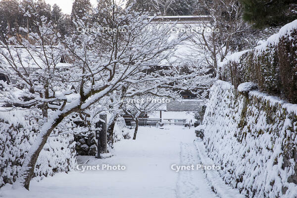 雪の勝林院　大原 [MOP110102077]