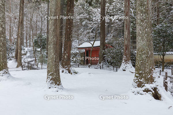雪の三千院　有清園　朱雀門　大原 [MOP110102095]