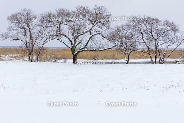 雪の琵琶湖 [MOP110102110]