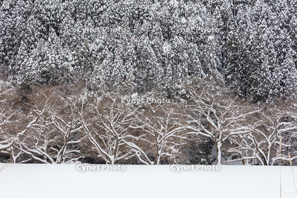 雪の林 [MOP110102122]