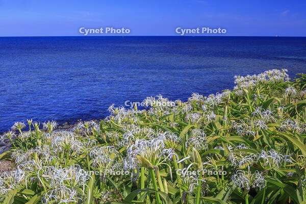 ハマユウ咲く夢崎明神海岸　角島 [MOP110103307]