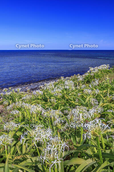 ハマユウ咲く夢崎明神海岸　角島 [MOP110103308]