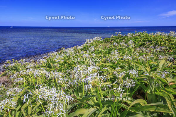 ハマユウ咲く夢崎明神海岸　角島 [MOP110103309]